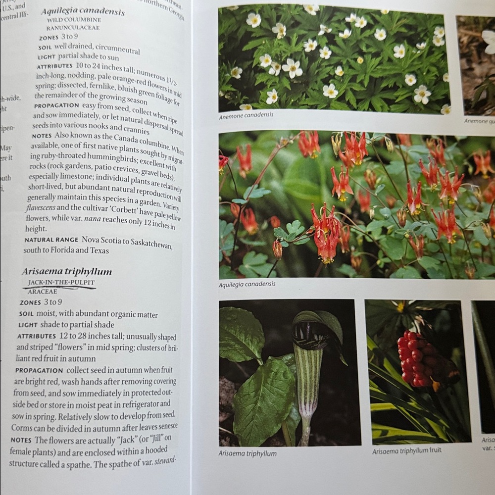 Native Plants of the Northeast hardcover Book - Picture 6 of 6